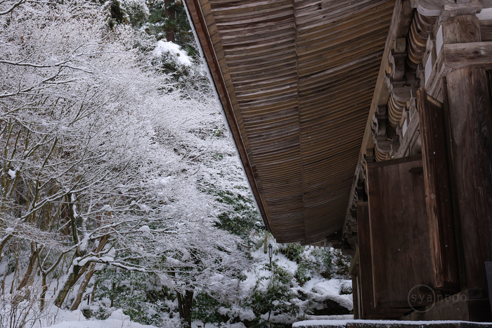 お写ん歩: Panasonic LUMIX S 50mm F1.8 S-S50アーカイブ